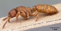 Centromyrmex feae casent0102120 profile 1.jpg