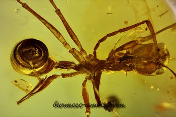 Ceratomyrmex, Burmese-amber.com (4).jpg