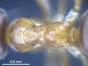 Lasius persicus Holotype worker antweb1041449 d2.jpg