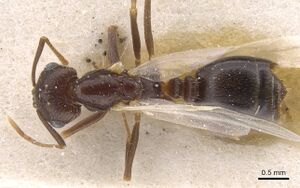 Monomorium santschii casent0913852 d 1 high.jpg