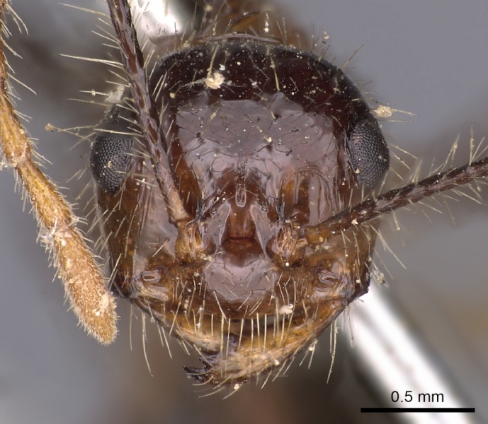 File:Myrmicaria arachnoides casent0900500 h 1 high.jpg