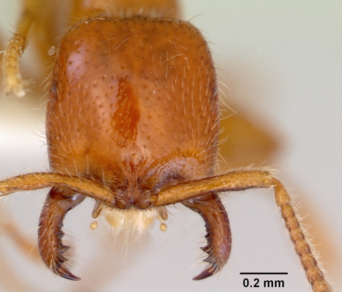 File:Onychomyrmex mjobergi casent0172295 head 1.jpg