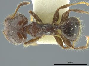 Pheidole chalcoides jtlc000016346 d 1 high.jpg