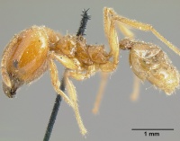 Pheidole incisa casent0601276 profile 1.jpg