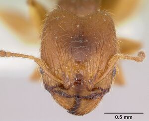 Pheidole pinealis casent0103477 head 1.jpg