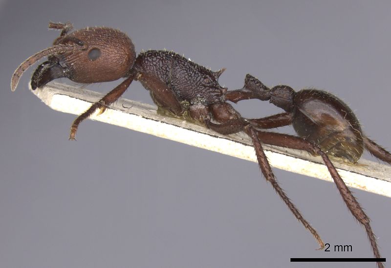 File:Pogonomyrmex serpens casent0235269 p 1 high.jpg