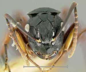 Polyrhachis-creusaH3.2x.jpg