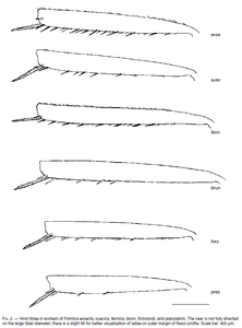 Formica forsslundi - AntWiki