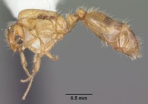 Solenopsis corticalis casent0104498 profile 1.jpg