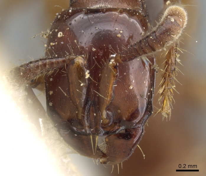 File:Acanthostichus serratulus casent0903667 h 1 high.jpg