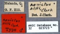 Aenictus hilli HT ANIC32-023723 labels-Antwiki.jpg