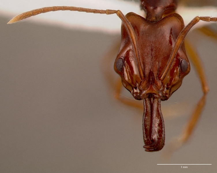 File:Anochetus obscuratus sam-hym-c010189a head 1.jpg