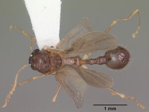 Aphaenogaster carolinensis casent0103573 dorsal 1.jpg