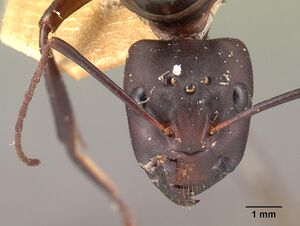 Camponotus gouldi casent0101810 head 1.jpg