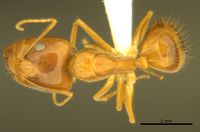 Camponotus micronesicus antweb1008903 d 1 high.jpg