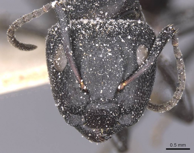 File:Camponotus olivieri casent0911841 h 1 high.jpg