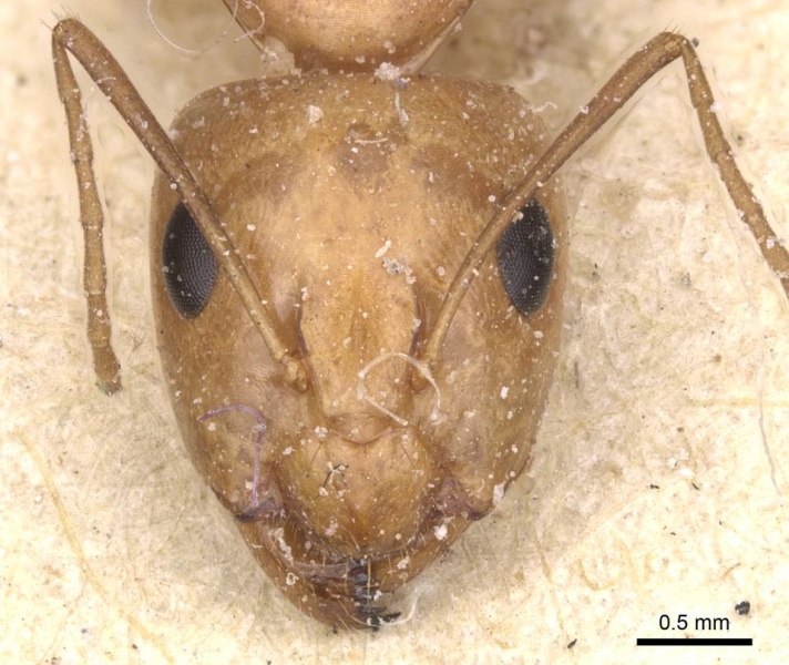 File:Camponotus planitae casent0911908 h 1 high.jpg