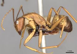 Camponotus solon casent0910266 p 1 high.jpg