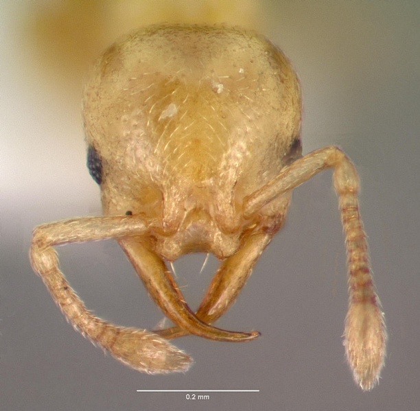 File:Cardiocondyla wroughtonii casent0000503 head 1.jpg