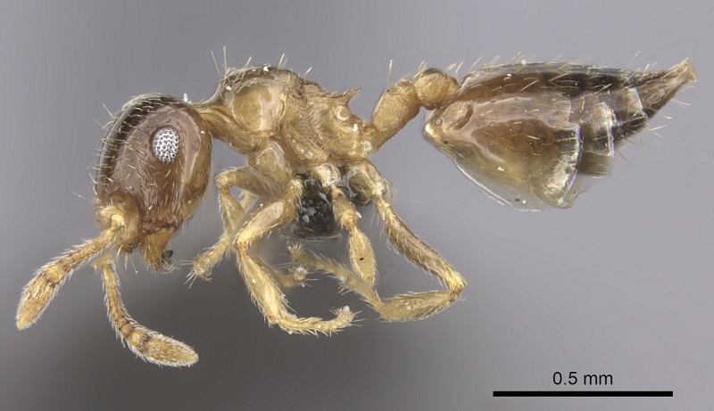 File:Crematogaster rectinota casent0235874 p 1 high.jpg