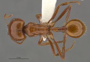 MCZ-ENT00674252 Pogonomyrmex texanus had.jpg