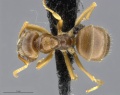 Mcz-ent00668243 Lasius pallitasus had.jpg