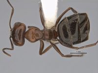 Melophorus sericothrix major top ANIC32-900103.jpg