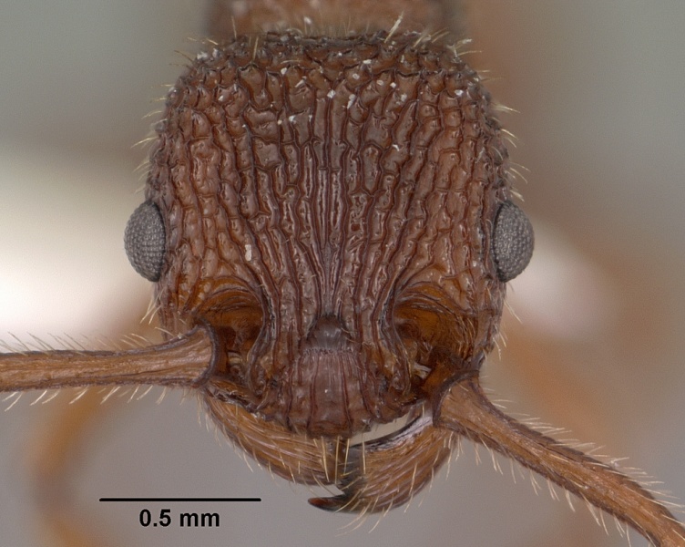 File:Myrmica striolagaster casent0102857 head 1.jpg