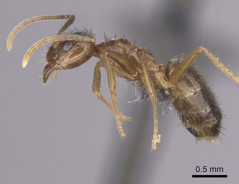 File:Nylanderia jaegerskioeldi casent0264012 p 1 high.jpg