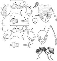 Pheidole embolopyx Wilson 2003.jpg