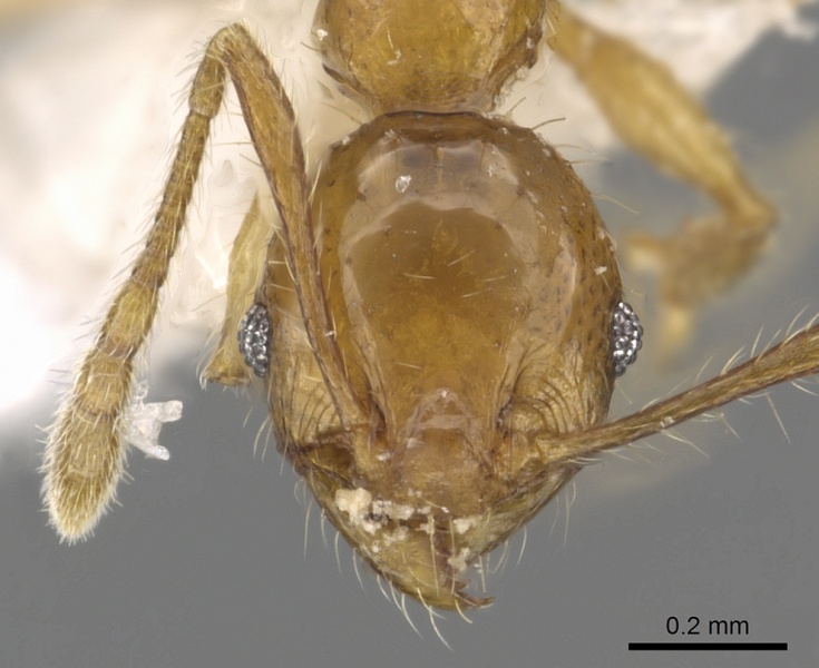 File:Pheidole kikutai casent0901648 h 1 high.jpg