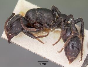 Psalidomyrmex feae casent0102916 profile 1.jpg