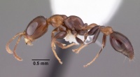 Pseudomyrmex ejectus casent0102684 profile 1.jpg