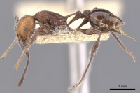 Temnothorax sallei casent0901797 p 1 high.jpg