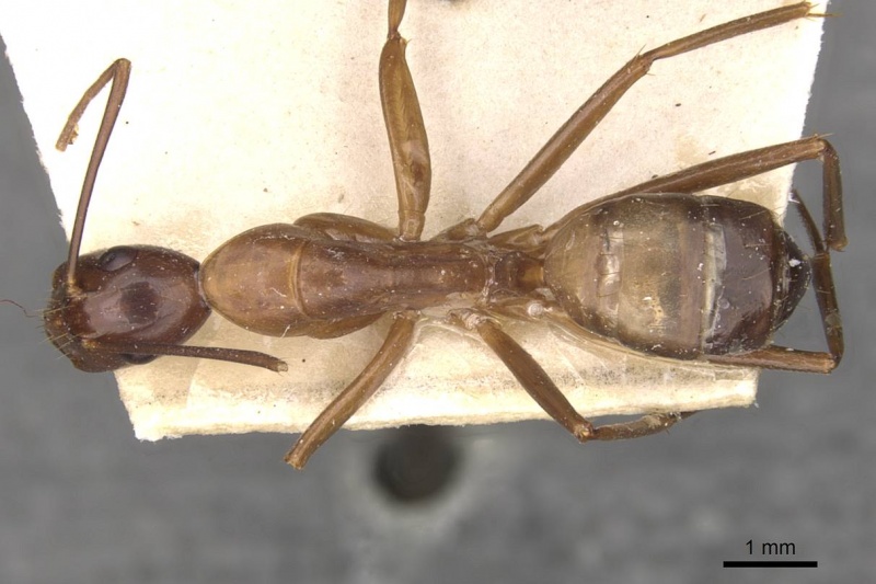 File:Camponotus aequatorialis casent0910042 d 1 high.jpg