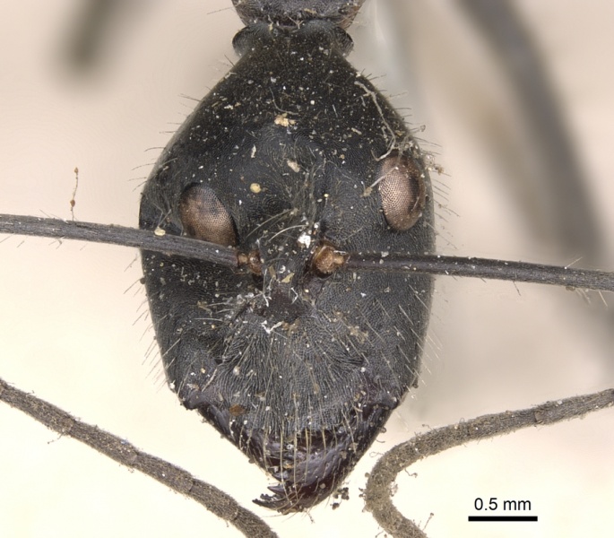 File:Camponotus camelinus casent0901905 h 1 high.jpg