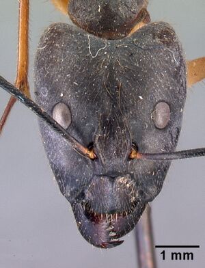 Camponotus dufouri casent0101669 head 1.jpg