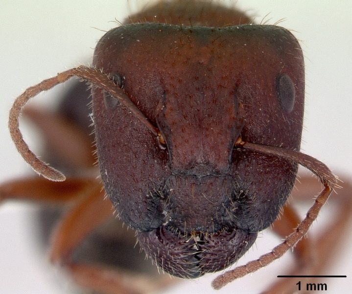 File:Camponotus whitei casent0172132 head 1.jpg