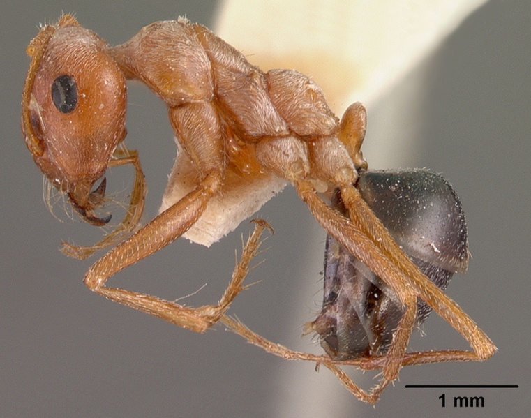 File:Cataglyphis bombycinus casent0102114 profile 1.jpg