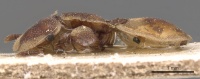 Cephalotes foliaceus P casent0904925.jpg