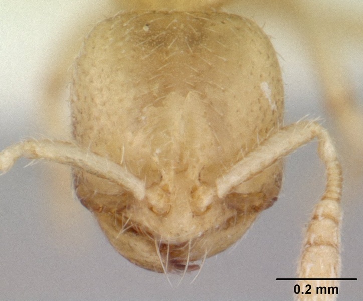 File:Dolopomyrmex pilatus casent0178567 head 1.jpg