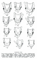 Kempf (1964) Figs. 1-12