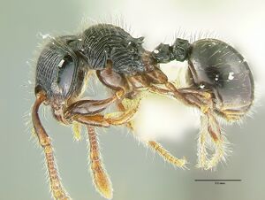 Myrmecina transversa hal.jpg