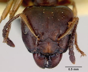 Myrmecorhynchus emeryi ANIC32-010956 major head CAS0172032-Antwiki.jpg