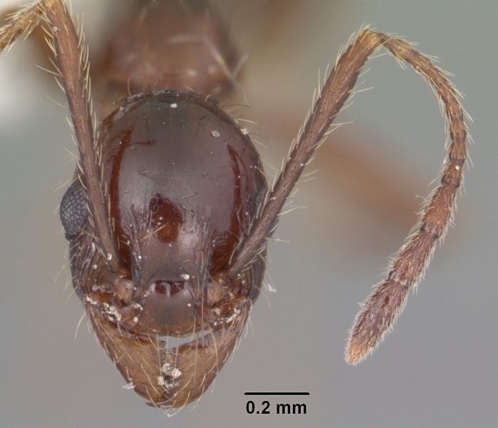 File:Pheidole obscurithorax casent0104420 head 1.jpg