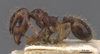 Pheidole reichenspergeri casent0913414 p 1 high.jpg