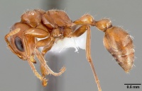 Pseudomyrmex spinicola casent0005800 profile 1.jpg