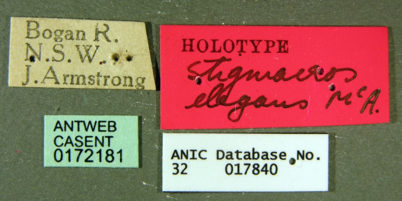 File:Stigmacros elegans casent0172181 label 1.jpg