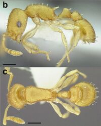 Temnothorax torrei MCZENT00583611 F147 b-c.jpg