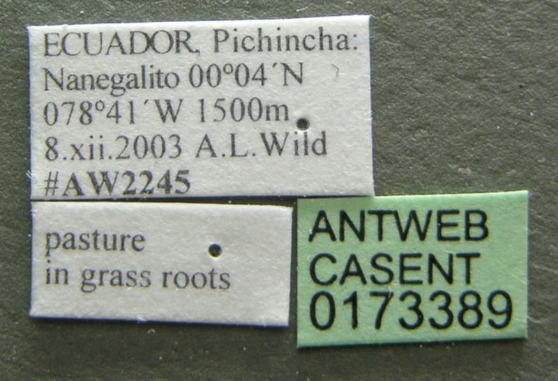 File:Typhlomyrmex pusillus casent0173389 label 1.jpg